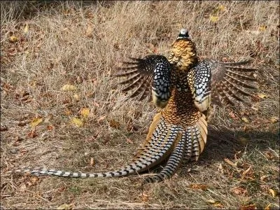 Je suis le plus grand de tous les faisans, on me trouve dans presque toute l'Europe, mais c'est parce que l'on m'y a introduit, je n'ai pas un caractère facile et il ne faut pas me chercher, je suis originaire ...