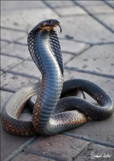 Je suis le plus grand serpent venimeux du monde, il faut éviter de m'énerver, si vous voulez me voir, prenez l'avion pour ...