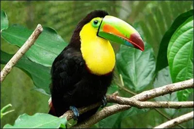 Comme vous pouvez le voir, j'ai un bec énorme, on peut m'admirer dans une région française, venez, je vous attends ...