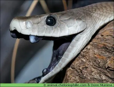 Mon nom est dû à la couleur noire de l'intérieur de ma gueule, je suis très rapide, et il ne vaut mieux pas m'énerver, pour me voir (pas trop près), venez donc faire un tour ...