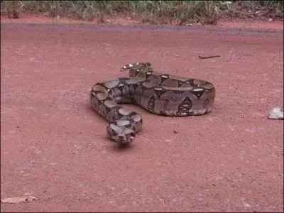 Je suis l'un des plus longs serpents venimeux du monde, et pas commode en plus, fort heureusement pour vous (pas pour moi), je suis plutôt rare, certains me nomment "maître de la brousse", on peut tomber sur moi à l'improviste ...