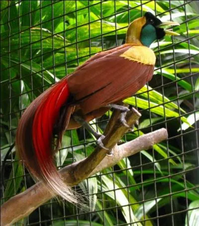 Je suis un oiseau magnifique, représenté par de nombreuses espèces, c'est en forêt que l'on peut m'admirer et une fleur porte même mon nom !