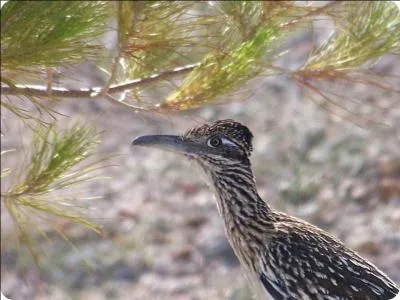 Dans un dessin animé, j'ai des problèmes avec un certain Vil coyote, qui n'arrête pas de me poursuivre, mais en fait j'existe réellement, il est une région des Etats-Unis ou vous pouvez me voir, car j'aime les régions arides !