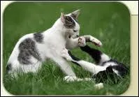 Comment le Clan de la Rivière récupère-t-il les Rochers du Soleil ?