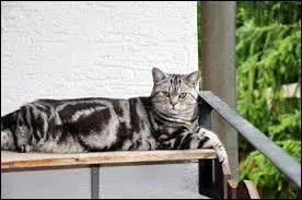 Comment s'appelle la fille de l'Élu ?