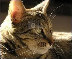 Qui avait été son mentor (officiel) ?