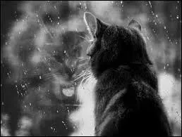 À la suite de quel événement Fleur de Pluie ne s'intéresse-t-elle plus à Petite Tempête et le rebaptise ?