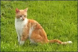 Dans le livre, une reine meurt à cause d'une maladie en mettant bas : qui est-ce et combien de chatons sont morts ?