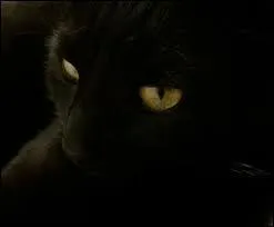 L'Élu rencontre une chatte mystérieuse qui prétend appartenir au Clan des Étoiles, comment se nomme-t-elle ?