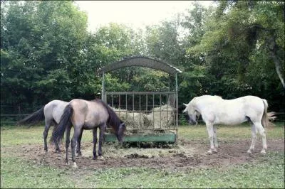 Que peut-on donner au cheval pour le nourrir ?