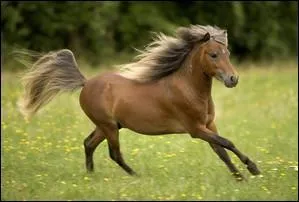 Quelles sont les différentes phases du galop à droite ?