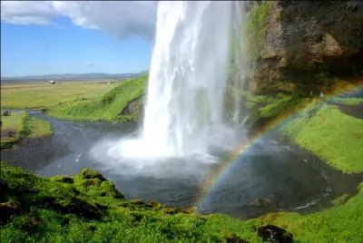 L'épilobe rose est une fleur qu'on trouve en Islande sur la grève de sable noir.