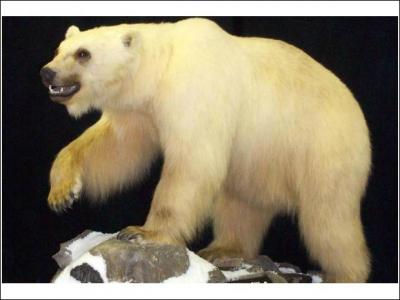 Le grolar est un croisement entre un ours polaire et un grizzly.