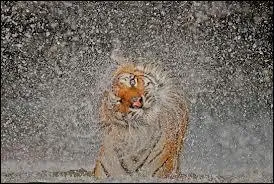 Cet animal est un des rares félins qui aime se baigner.