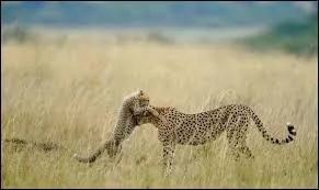 Cet animal parcourt une distance de 200 mètres en 9, 98 s.