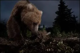 Quel est cet animal ?