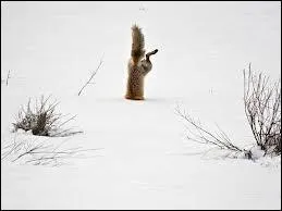 Quel est cet animal ?