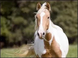 Quelle est cette robe ?