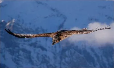 Quel animal nomme-t-on aussi le "casseur d'os" ?