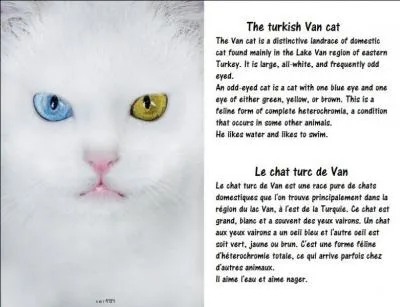 Quelle est l'étymologie du mot chatoyant ? Chatoyant signifiant "qui semble changer de couleur suivant les différents aspects sous lesquels il est vu, en parlant d'un objet."