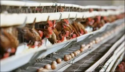 En France, quelle est la surface utile réglementaire pour une poule dans un élevage ? 
(Ayez une petite pensée pour les poules, choisissez des ufs pondus par des poules qui n'ont pas été enfermées par 17 dans des cages d'un m3. Aimeriez-vous être coincés dans un ascenseur bourré à craquer pendant 48 heures ?)