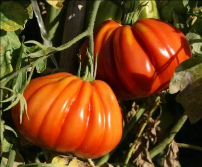 Qu voyez-vous sur cette image ?