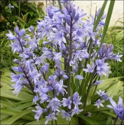 Que sont ces fleurs ?