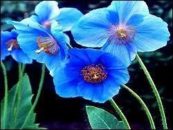 Magnifique couleur bleue pour un coquelicot de l'Himalaya qui est l'emblème du ------, dont la capitale est Thimphou.