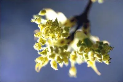 Vous reconnaissez la fleur de l'arbre, ------, emblème du/de/de l' ------.