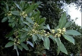 Branche et fleurs de ------ qui représentent la ------.