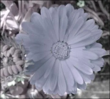 Voici la photo en noir et blanc d'un calendula. Rendez sa couleur à cette fleur :