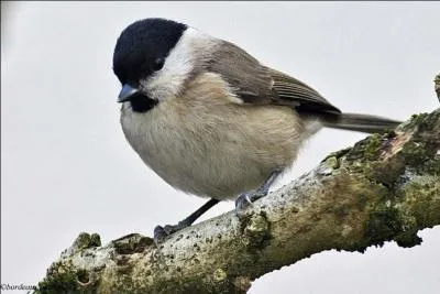Quel est le nom de cet oiseau ?