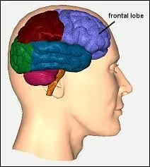 Le lobe frontal se trouvant à l'avant du cerveau est le siège de ...