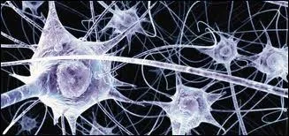 Combien de neurones un cerveau humain possède-t-il environ ?