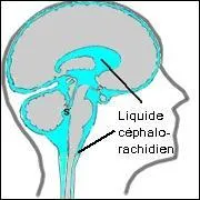 Le cerveau baigne dans un liquide pour amortir les chocs. Comment s'appelle-t-il ?