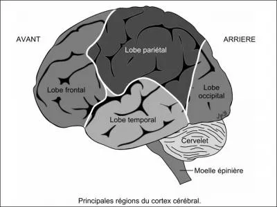 Dans quelle zone du cerveau le centre visuel se trouve-t-il ?