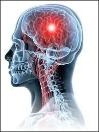 Le cerveau reçoit des informations venant de tout le corps par l'intermédiaire ...
