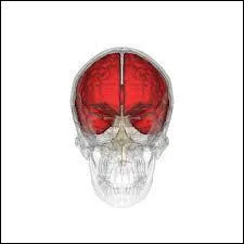 De quoi le télencéphale est-il composé ?