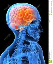 Quiz Cerveau