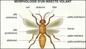 Quel est l'insecte volant qu'on appelle "bête à bon Dieu" ?