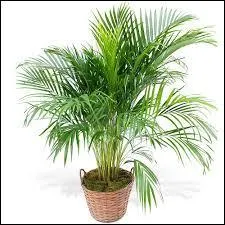 Comment les chercheurs procèdent-ils pour améliorer les variétés de plantes cultivées ?