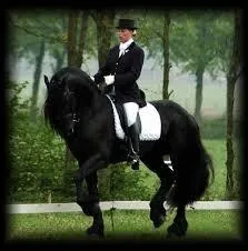 En quoi consiste le dressage ?