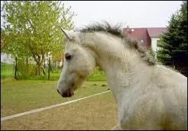 Quelle est la race de ce cheval ?