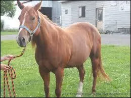 Quelle est la race de ce cheval ?