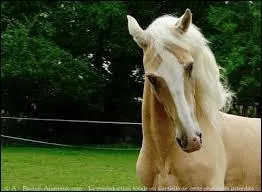 Quelle est la race de ce cheval ?
