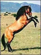 Quelle est la race de ce cheval ?