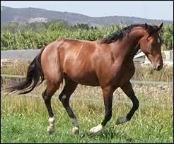 Quelle est la race de ce cheval ?