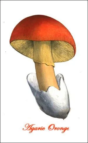 Si je vous écrit "oranzhevyy", que me cochez-vous ?