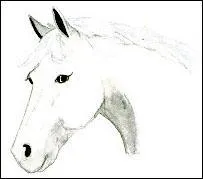 Quelle attitude faut-il avoir avec ce cheval ?