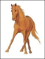 Quel est le nom de cette robe ?